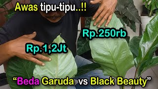 Perbedaan Anthurium Black Beauty dengan Anthurium Garuda