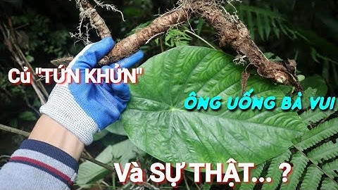SỰ THẬT VỀ CÂY THUỐC TỨN KHỬN "ÔNG UỐNG BÀ KHEN" NHƯ THẾ NÀO | THẢO DƯỢC NGƯỜI DAO