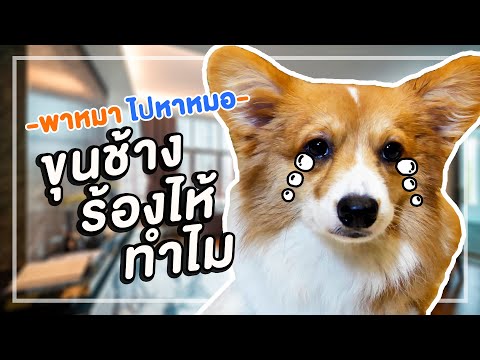 สัตว์เอ๋ย พาหมาไปหาหมอ EP. 10 ขุนช้างร้องไห้ทำไม??
