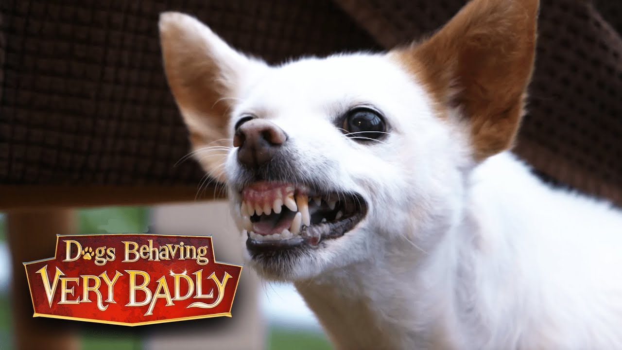 Devil Dog | Dogs Behaving Very Badly