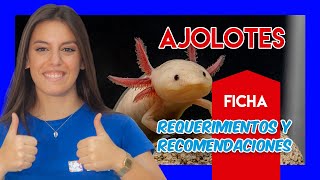 Ajolote   Guía y cuidados  VÍDEO FICHA