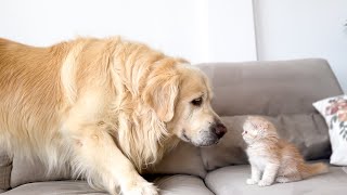 Golden Retriever Reacts to Tiny Kitten [Cutest Dog Reaction Ever]