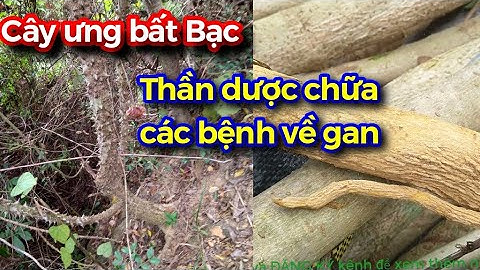 Ưng bất bạc Thần dược chữa bệnh về gan