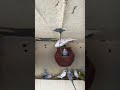 Bijli wali taar ko cut diya #birds