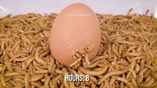 10 000 Mealworms vs BOILED EGG