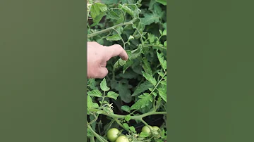 Можно ли есть зелёные помидоры ? 🍅