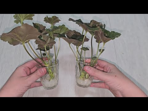ЖАЛЕЮ, ЧТО не укореняла ГЕРАНЬ так раньше, корни лезут очень быстро и щеткой