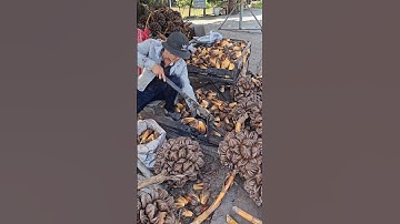 So Cool! The Most Unique Fruit in the World Nipa Palm! - Fruit Cutting Skills