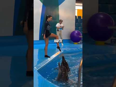 Video: Killer Whales sú skutočne delfíny