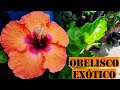 Cuidados del Obelisco Exótico / Hibisco Exótico / Aprendiendo a Cuidar