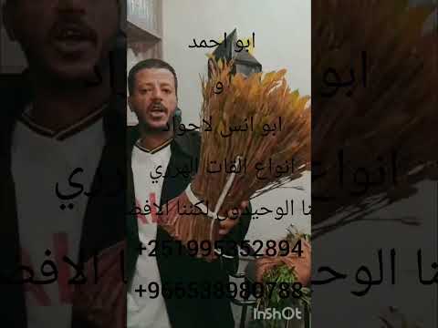 ابو احمد و ابو انس لاجواد انواع القات الهرري مسمار اوداي بستاني اديس ابابا لسنا الوحيدون لكننا