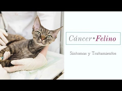 Video: Crecimientos Cancerosos Y No Cancerosos En La Boca De Un Gato