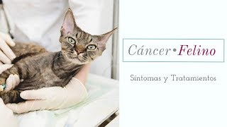 Cáncer en gatos |Síntomas y Tratamientos| by 87Beamara 81,107 views 6 years ago 10 minutes, 30 seconds