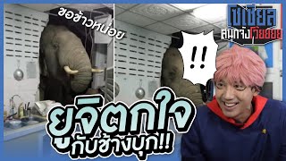 ช้างบุกทะลุกำแพง!! : โซเชียลสนุกจังโว้ย l VRZO