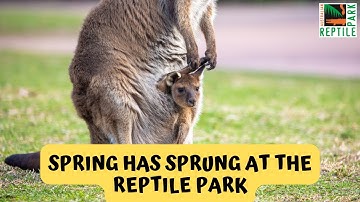 Spring Welcomes Arrival of Adorable Kangaroo Joeys | Australian Reptile Park