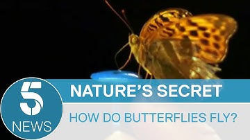 Scientists finally figure out how butterflies fly | 5 News