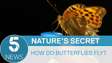 Scientists finally figure out how butterflies fly | 5 News