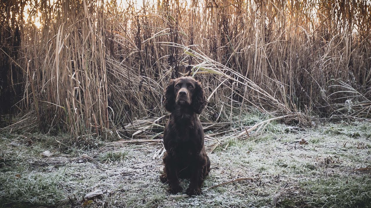 Pheasant Shooting - A Frosty Day In North Yorkshire