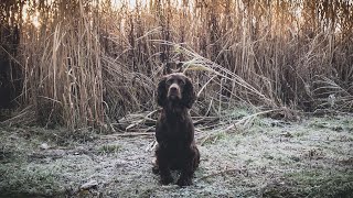 Pheasant Shooting - A Frosty Day In North Yorkshire