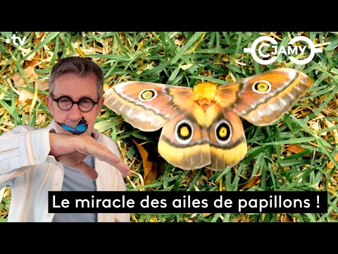 Vidéo: Faits intéressants sur les papillons pour les enfants. Papillon citron : faits intéressants