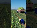 #Growing watermelons #A big harvest #No pain, no gain #Farmers have a hard time farming #Watermelon