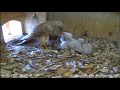 ~Kestrel nesting Beilngries / GER - Pustułki - Karmienia 6 maluszków 🐥🐥🐥🐥🐥🐥🥚🥚 ~