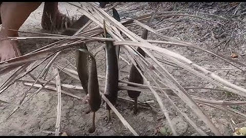 Rất lâu rồi giờ  mới ăn lại món này - Cá lóc nướng trui  - cá lóc đồng - cá lóc - cá lóc kho tiêu