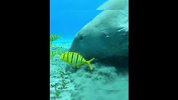 Dugon Marsa Alam. Egypt. Red sea. Отдых в Египте. Как увидеть морскую корову ?
