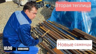 видео: Влог# 672 Влоги с юга🌞 Мечты сбываются: начинаем установку второй теплицы👍 Новые саженцы на участке🌳 картинка: Влог# 672 Влоги с юга🌞 Мечты сбываются: начинаем установку второй теплицы👍 Новые саженцы на участке🌳