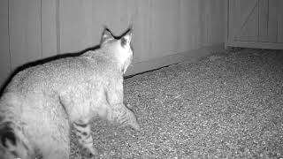 Meowser April 25 2026