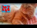 Про кота, видео о моем домашнем коте Персике, который любит жить дома и не ходит на улицу#134