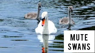 Mute Swan Cygnets with Parent Swan