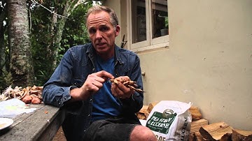 How to save seed from beans and peas