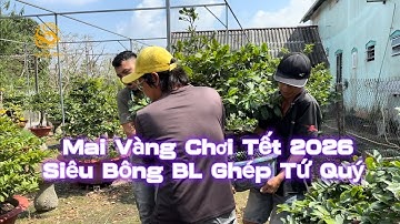 Mai Tết 2026 siêu bông Bình Lợi ghép Tứ Quý giá rẻ ở Cần Thơ|Vùng Đất Rồng 