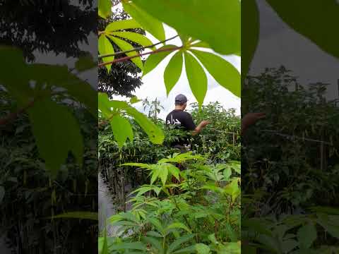 cabe rawit tahan virus panen melimpah #petanimuda #petani #pertanian #fyp