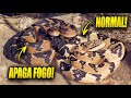 SURUCUCU APAGA FOGO E A PICO DE JACA “NORMAL” | GABRIEL NÚCLEO