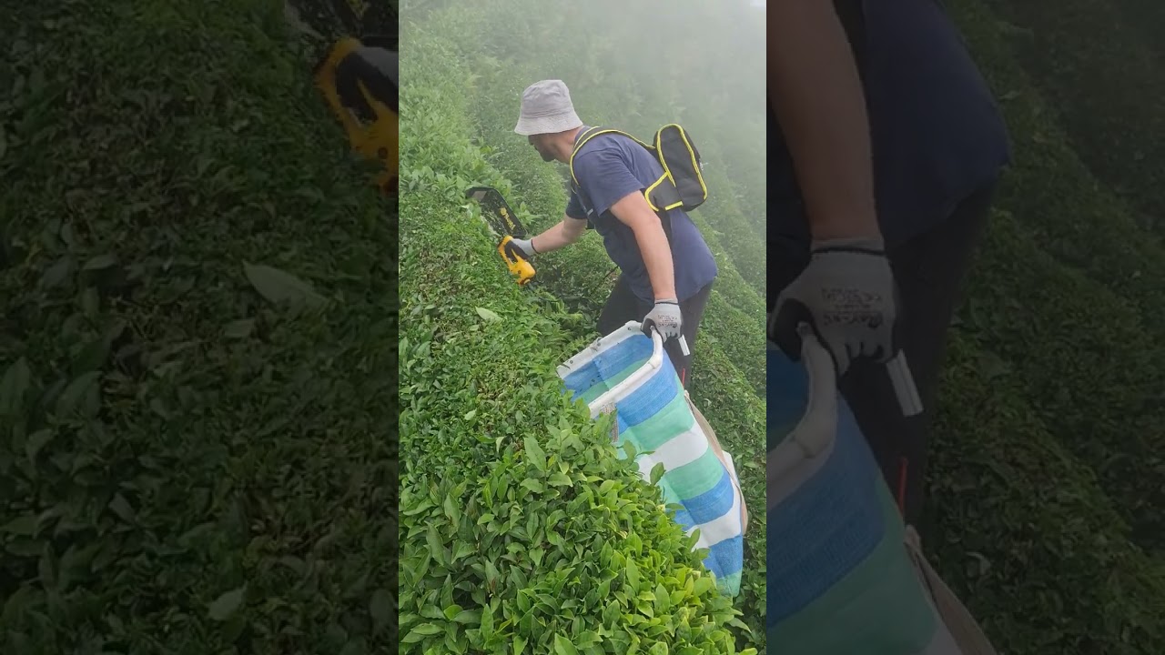 KEWİ ÇAY TOPLAMA MAKİNESİ KÖTÜ ÇAYLIKTA TOPLAR MI? İLK GÜN KULLANICI DENEYİMİ..! Satıcıya serzeniş.!