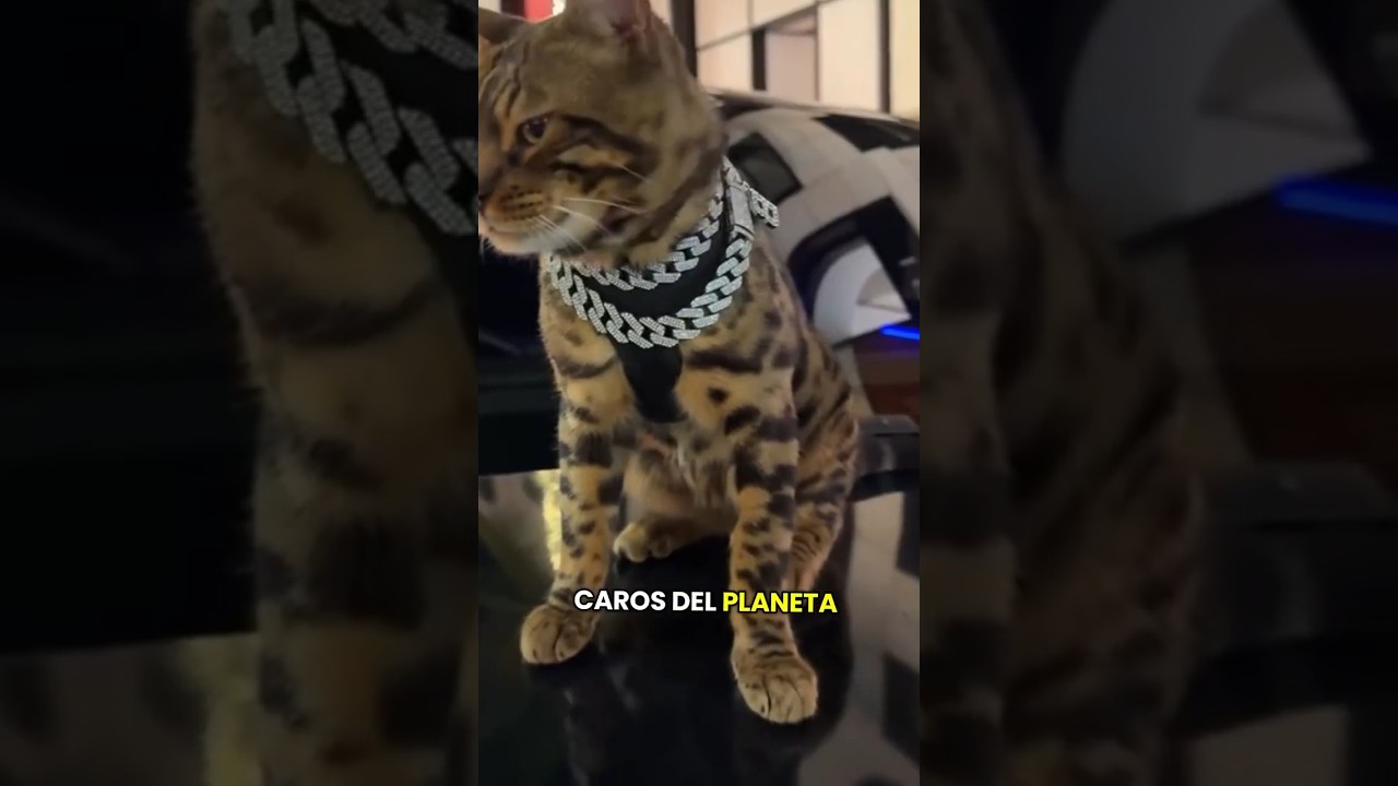Los 5 gatos más caros del mundo!