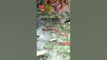 Loài Rắn Vô Hại Nhưng Thường Chết Oan Do Bị Nhầm Là rắn Độc (P2) #shorts