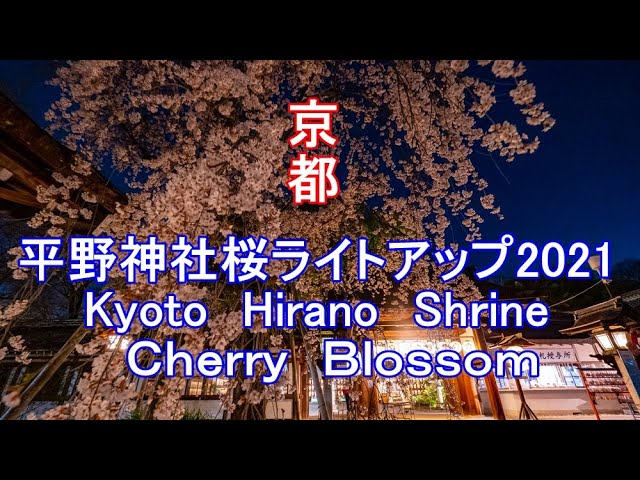 平野神社桜ライトアップ21 Kyoto Hirano Shine Cherry Blossom Youtube