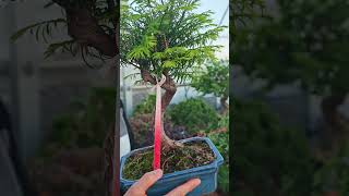 www.nebarispitarch.com 250 euros con envío.#nebari #plantas #pitarch #bonsai #jardin