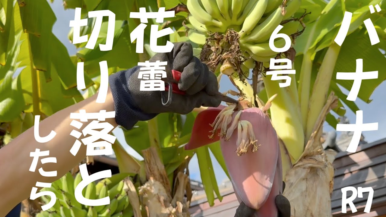 早期開花！２７０㎝準親株◆TV絶賛、高糖度 バナナ◆ドワーフナムワ・ヌアンジュン バナナ＝モンスター苗，120cm◇超・ドワーフナムワ・キング