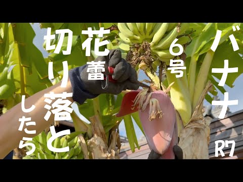 令和7年8月9日6号バナナ花切り落としました