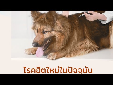 วีดีโอ: สุขภาพสุนัข: การทำความเข้าใจตับอ่อนอักเสบในสุนัข