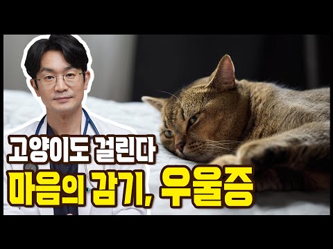 고양이 마음의 감기 우울증을 알아보자.