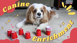 Canine Enrichment Ideas for Dogs  |  Indoor DIY Brain Games for Dogs and Puppies