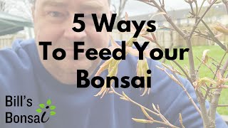 5 Ways To Feed Your Bonsai | Bill's Bonsai