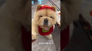 When I was little, I was your puppy healer. Cute Chow Chow. Douin Cute Pet Project.