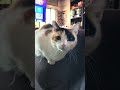 La Mojita #cat #kitten