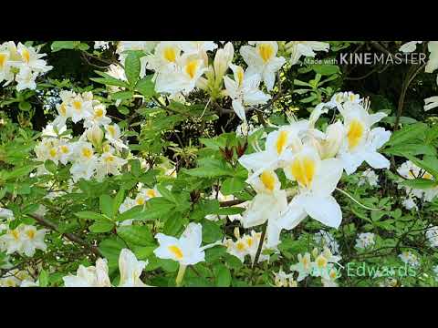 Video: Katevba Rhododendron. Տնկում և խնամք, «Grandiflorum» և «Purpureum» սորտերի նկարագրություն: Ձմեռային դիմացկունություն և ակնարկներ